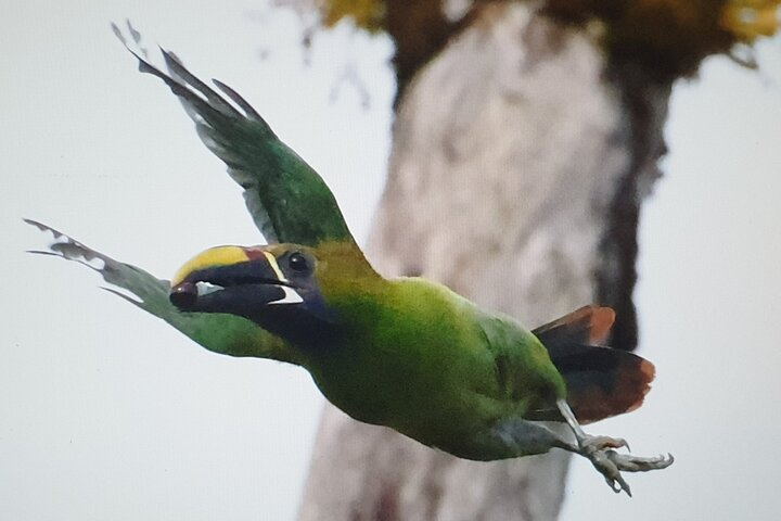 Bird Watching Tour in Monteverde - Photo 1 of 25